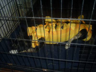 Image description