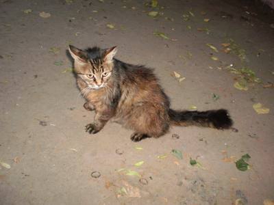 Image description