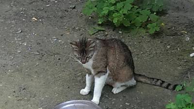 Image description