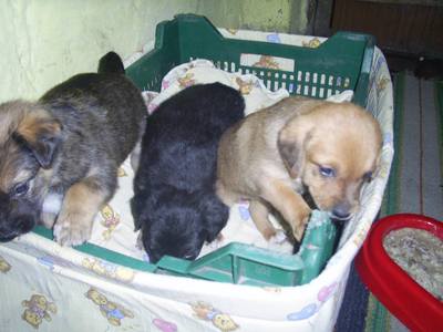 Image description