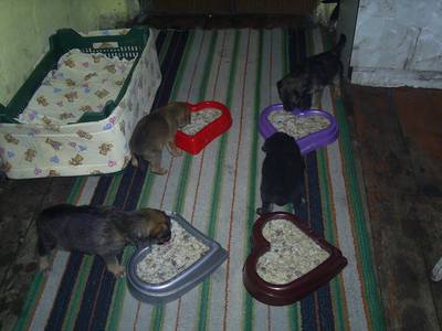 Image description